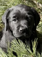 Lexus, a female Labrador Retriever for sale in Dover, DE – Photo 2 of 2