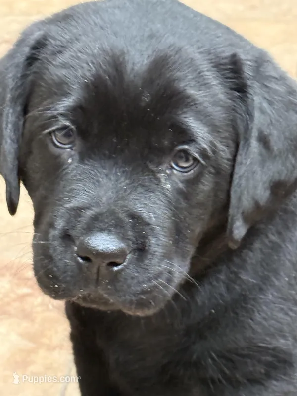 Lexus – Labrador Retriever puppy for sale in Dover, DE