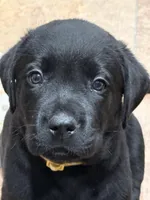 Cuda, a male Labrador Retriever for sale in Dover, DE – Photo 2 of 4