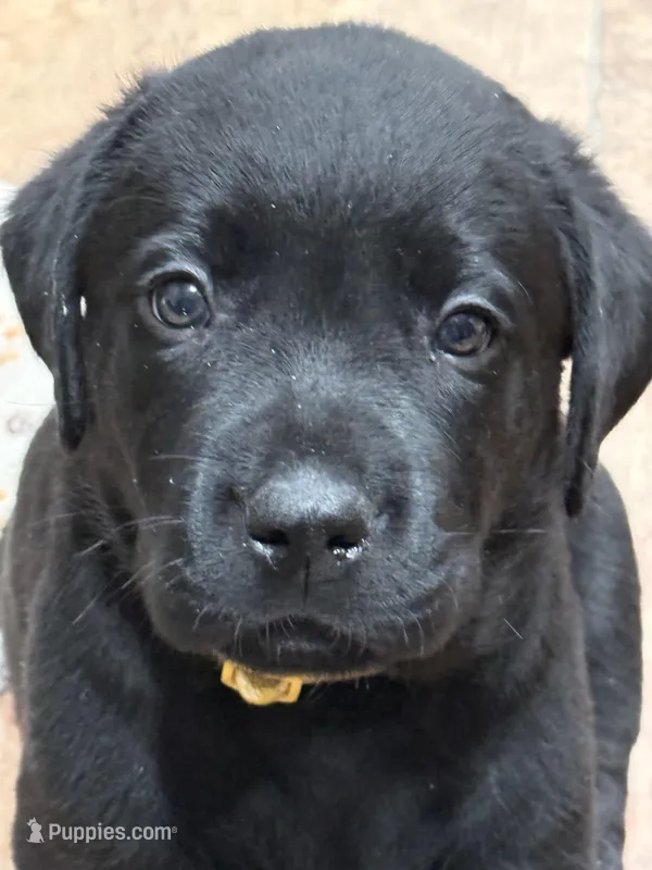 Cuda – Labrador Retriever puppy for sale in Dover, DE