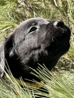 Cuda, a male Labrador Retriever for sale in Dover, DE – Photo 3 of 4