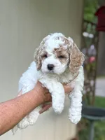 Mello , a female Cockapoo for sale in Joplin, MO – 2 of 3