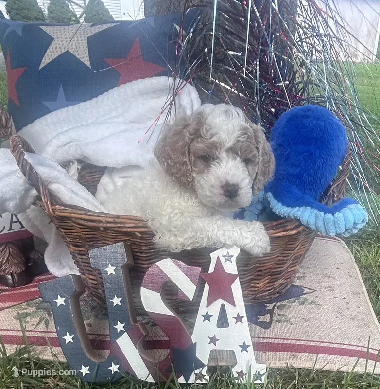 Mello  – Cockapoo puppy for sale in Joplin, MO