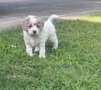 Mello , a female Cockapoo for sale in Joplin, MO – 3 of 3