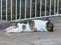 Shyla, a female French Bulldog for sale in Cecilia, KY – 7 of 7