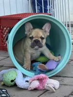 Blu, a male French Bulldog for sale in Cecilia, KY – 1 of 3