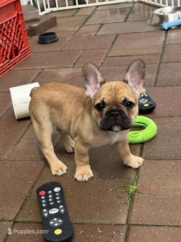Junior – French Bulldog puppy for sale in Cecilia, KY