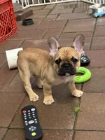 Junior, a male French Bulldog for sale in Cecilia, KY – 1 of 3