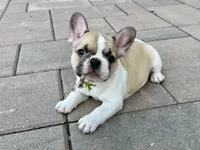 Angel, a female French Bulldog for sale in Cecilia, KY – 3 of 5