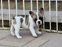 Shyla, a female French Bulldog for sale in Cecilia, KY – 6 of 7
