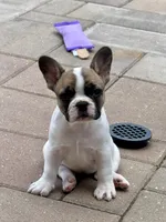 Shyla, a female French Bulldog for sale in Cecilia, KY – 5 of 7