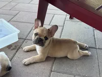 Blu, a male French Bulldog for sale in Cecilia, KY – 3 of 3
