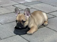 Junior, a male French Bulldog for sale in Cecilia, KY – 2 of 3