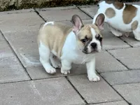 Angel, a female French Bulldog for sale in Cecilia, KY – 4 of 5