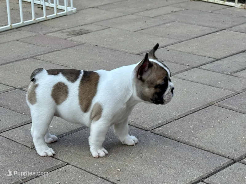 Shyla – French Bulldog puppy for sale in Cecilia, KY