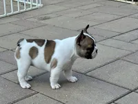 Shyla, a female French Bulldog for sale in Cecilia, KY – 1 of 7