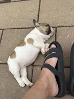 Shyla, a female French Bulldog for sale in Cecilia, KY – 3 of 7