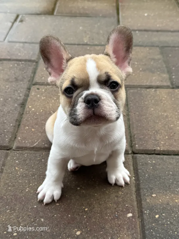 Angel – French Bulldog puppy for sale in Cecilia, KY