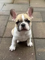 Angel, a female French Bulldog for sale in Cecilia, KY – 1 of 5
