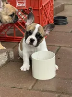 Shyla, a female French Bulldog for sale in Cecilia, KY – 4 of 7