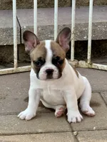 Shyla, a female French Bulldog for sale in Cecilia, KY – 2 of 7
