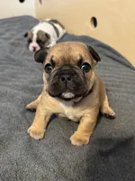 Junior, a male French Bulldog for sale in Cecilia, KY – 3 of 3