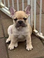 Blu, a male French Bulldog for sale in Cecilia, KY – 2 of 3