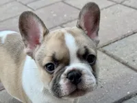 Angel, a female French Bulldog for sale in Cecilia, KY – 2 of 5