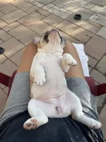 Angel, a female French Bulldog for sale in Cecilia, KY – 5 of 5