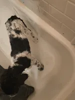 Oreo, a male Poodle - Standard  for sale in Springville, TN – Photo 4 of 5