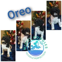 Oreo, a male Poodle - Standard  for sale in Springville, TN – Photo 2 of 5