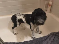 Oreo, a male Poodle - Standard  for sale in Springville, TN – Photo 1 of 5