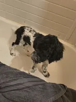 Oreo, a male Poodle - Standard  for sale in Springville, TN – Photo 5 of 5