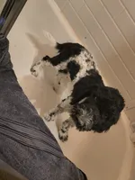 Oreo, a male Poodle - Standard  for sale in Springville, TN – Photo 3 of 5