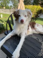 Riley , a male Miniature Australian Shepherd for sale in Warren, MI – 5 of 5