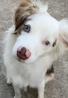 Riley , a male Miniature Australian Shepherd for sale in Warren, MI – 1 of 5