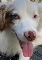 Riley , a male Miniature Australian Shepherd for sale in Warren, MI – 3 of 5