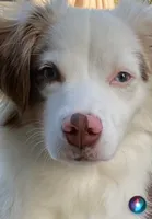 Riley , a male Miniature Australian Shepherd for sale in Warren, MI – 2 of 5