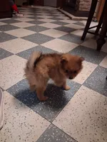 Boots, a male Pomeranian for sale in New Hill, NC – 3 of 7