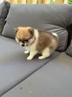 Hannah, a female Pomeranian for sale in New Hill, NC – 2 of 4