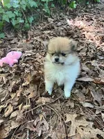 Hannah, a female Pomeranian for sale in New Hill, NC – 3 of 4