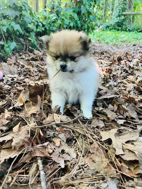 Hannah – Pomeranian puppy for sale in New Hill, NC