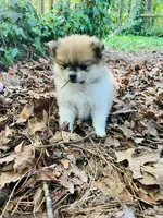 Hannah, a female Pomeranian for sale in New Hill, NC – 1 of 4
