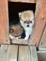 Hannah, a female Pomeranian for sale in New Hill, NC – 4 of 4