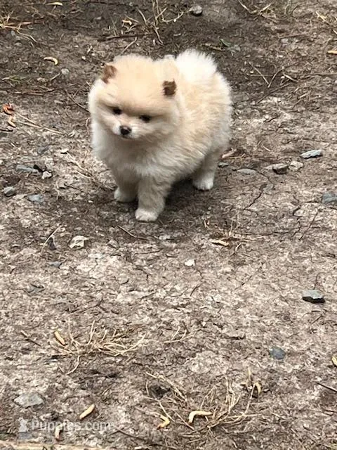 Iris – Pomeranian puppy for sale in New Hill, NC