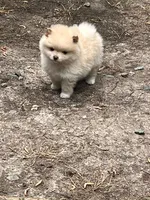 Iris, a female Pomeranian for sale in New Hill, NC – 1 of 4