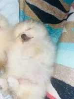 Iris, a female Pomeranian for sale in New Hill, NC – 4 of 4