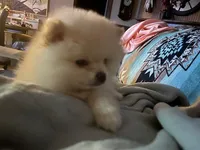 Iris, a female Pomeranian for sale in New Hill, NC – 3 of 4