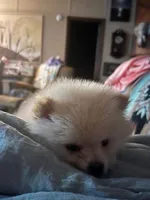 Iris, a female Pomeranian for sale in New Hill, NC – 2 of 4