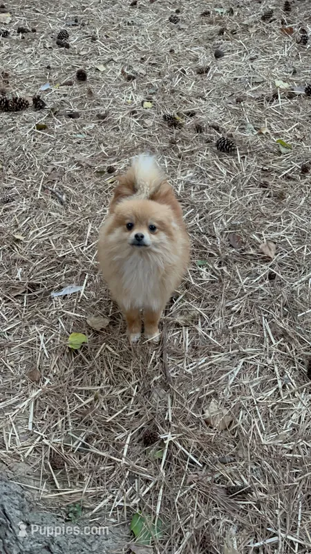 Jeanu – Pomeranian puppy for sale in New Hill, NC